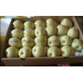 Fresh Pear / Chinese Fruits of High Quality (36.40.44.48)